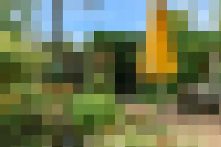 Ligusterbes 14 Leiden thumbnail 25