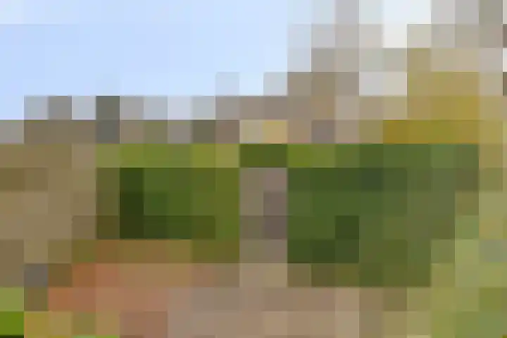 Ligusterlaan 23 Winterswijk thumbnail 25