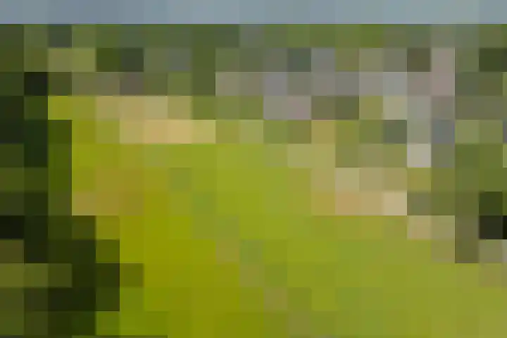 Lijnland 2 Vledder thumbnail 50