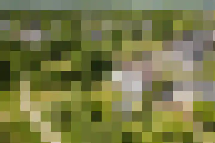 Lijnland 2 Vledder thumbnail 52
