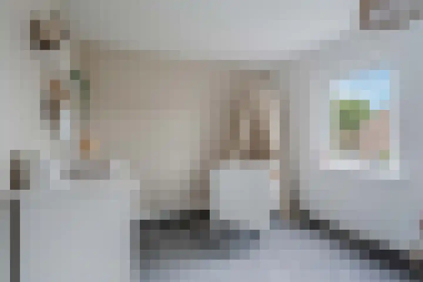 Lijster 21 Genemuiden thumbnail 37