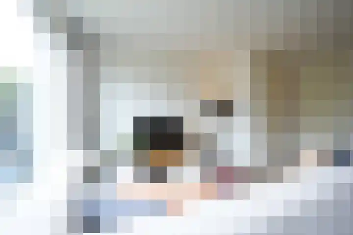 Lijster 8 Eijsden thumbnail 15