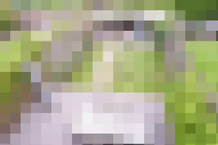 Lijster 8 Eijsden thumbnail 34