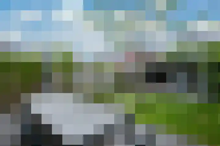 Lijster 8 Eijsden thumbnail 35