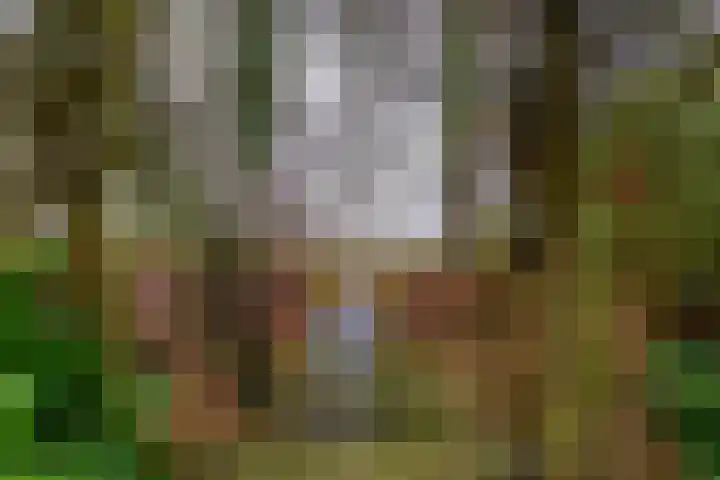Lijsterbes 8 Borne thumbnail 13
