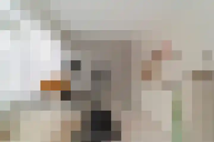 Linde 11 Naaldwijk thumbnail 20