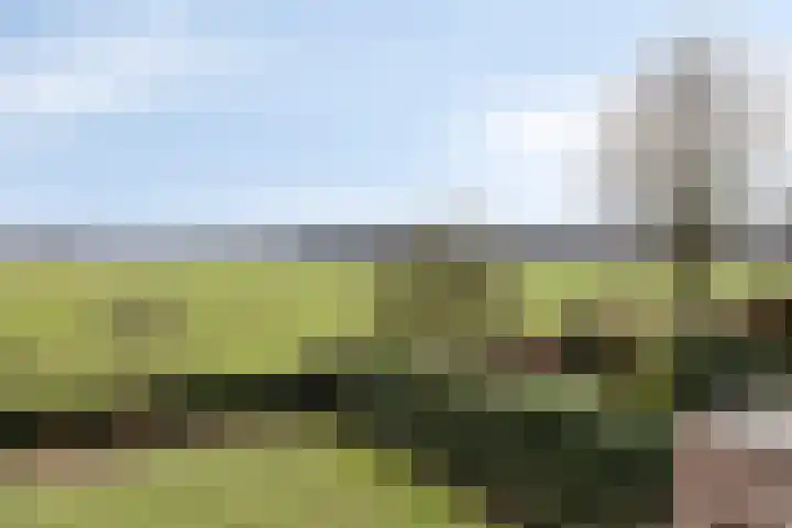 Linde 12 Mierlo thumbnail 44