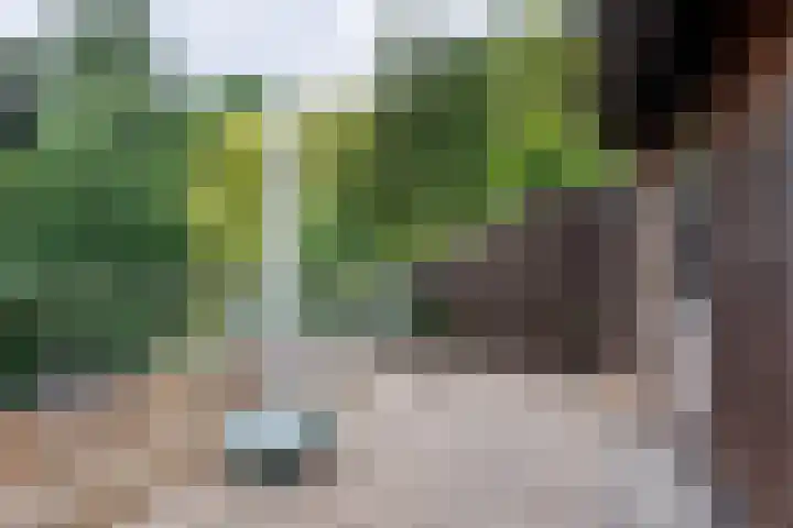 Lindeboom 48 Mook thumbnail 35