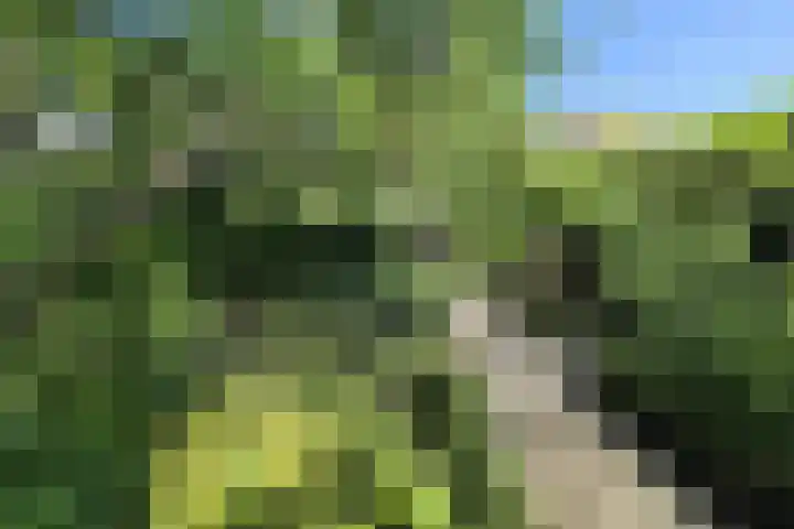 Lindelaan 12 A Leiderdorp thumbnail 51