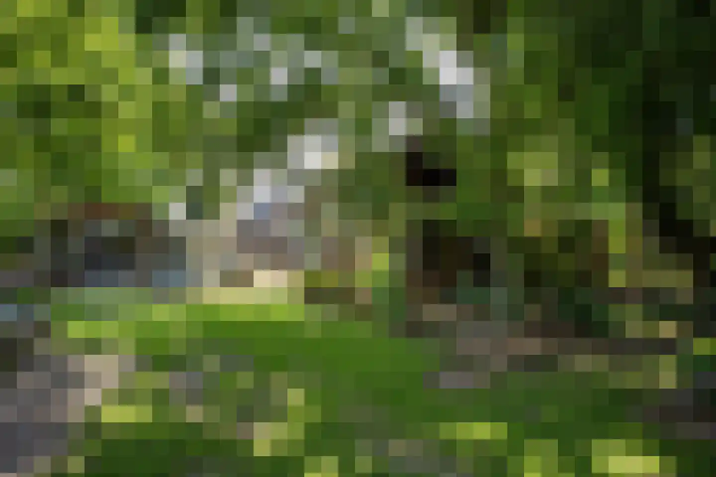 Lindenstraat 14 Hapert thumbnail 35