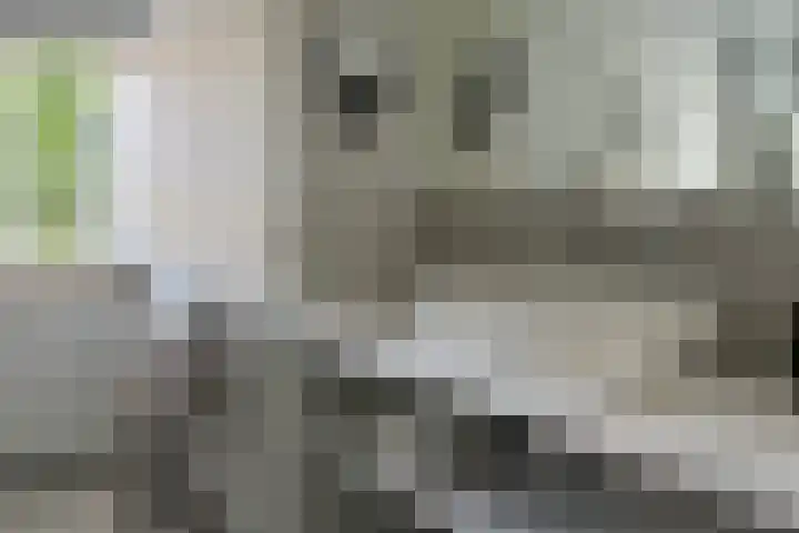 Lindenstraat 2 Wijchen thumbnail 59