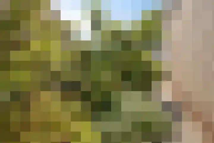 Linge Singel 28 Lienden thumbnail 30