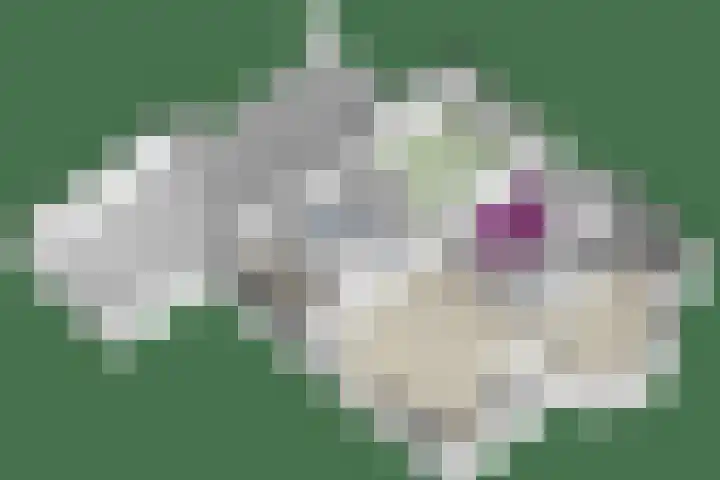 Linze 5 Ruurlo thumbnail 47