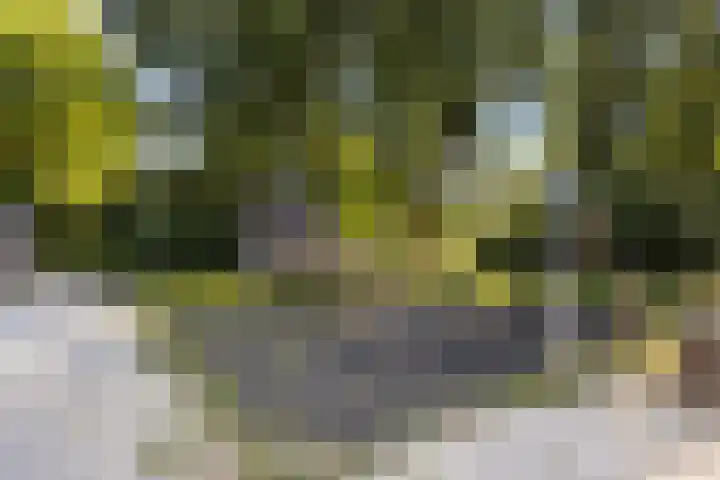 Lippepad 65 Assen thumbnail 37