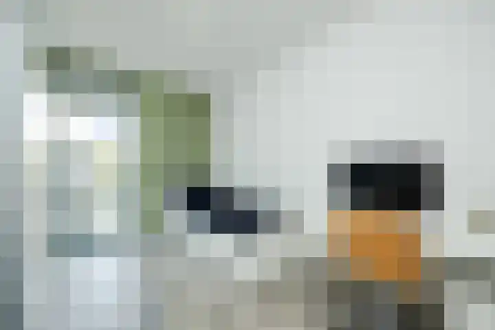 Lisdodde 1 Boxtel thumbnail 34