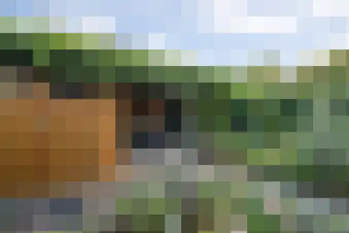 Lisdodde 1 Boxtel thumbnail 62