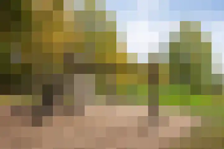 Lisdodde 1 Boxtel thumbnail 72