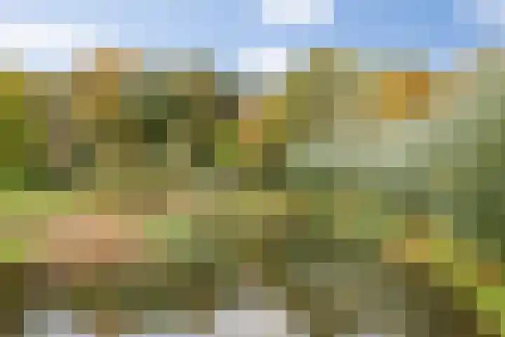 Lisdodde 1 Boxtel thumbnail 74