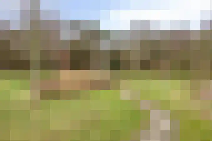 Lisdodde 15 301 Boxtel thumbnail 37