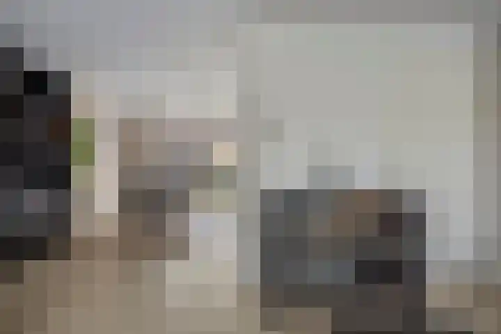 Lisdodde 16 Breda thumbnail 10