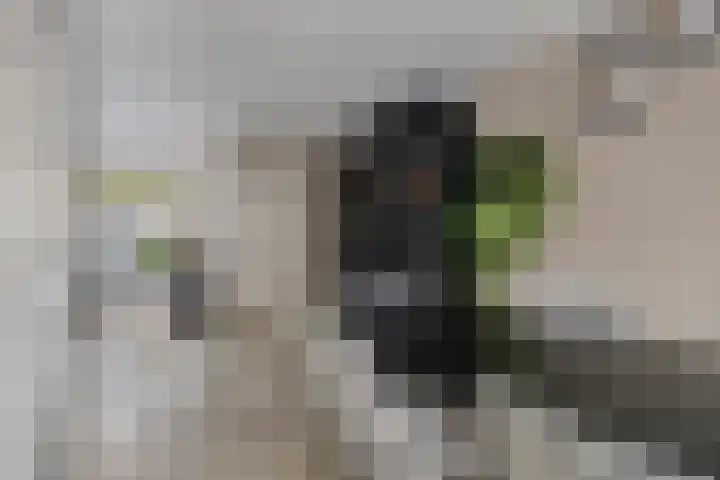 Lisdodde 16 Breda thumbnail 11