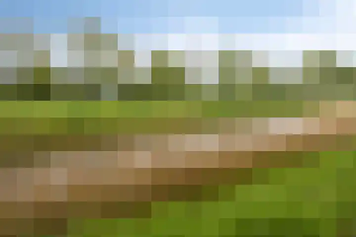 Lisdodde 16 Breda thumbnail 40