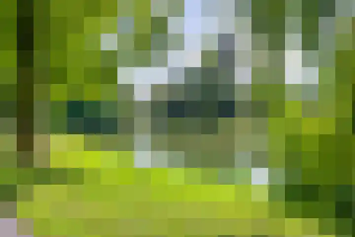 Lisdodde 22 Kampen thumbnail 42