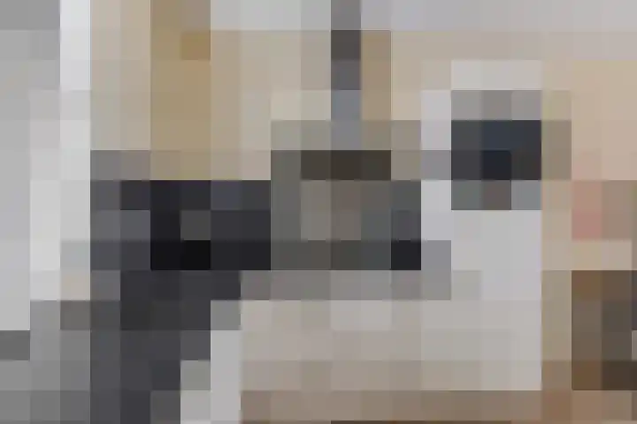 Lisdodde 5 Sneek thumbnail 5