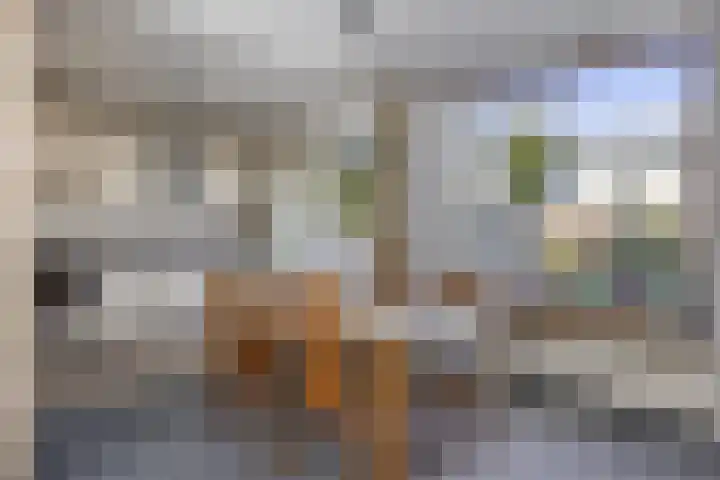Lisdodde 6 Kampen thumbnail 6
