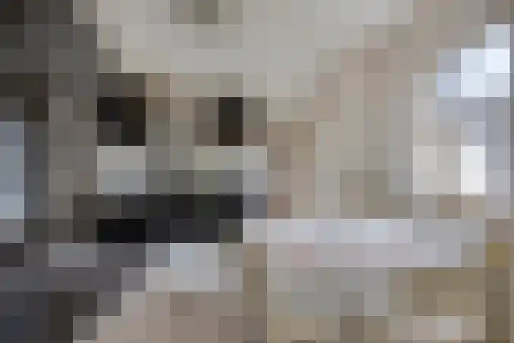 Lobroec 2 Nuenen thumbnail 13