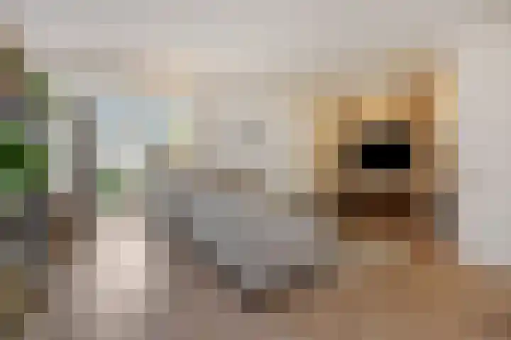 Lokeren 155 's-Hertogenbosch thumbnail 5