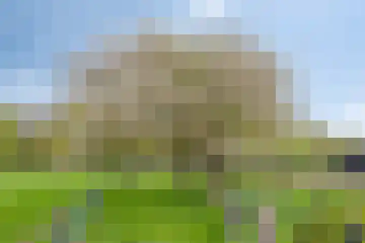 Loo 55 Nistelrode thumbnail 42