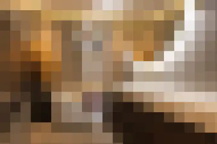 Looiershof 40 Rotterdam thumbnail 16