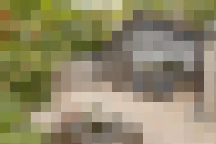 Loolaan 22 Halsteren foto 2