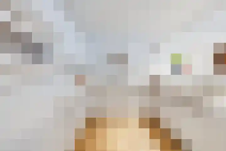 Loolaan 352 Apeldoorn thumbnail 10