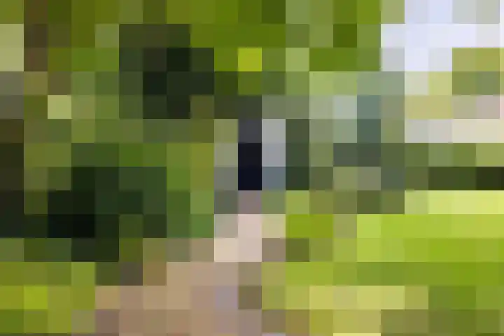 Loolaan 36 Doetinchem thumbnail 34