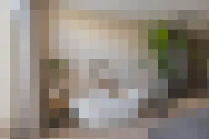 Loopplank 36 Groningen thumbnail 33