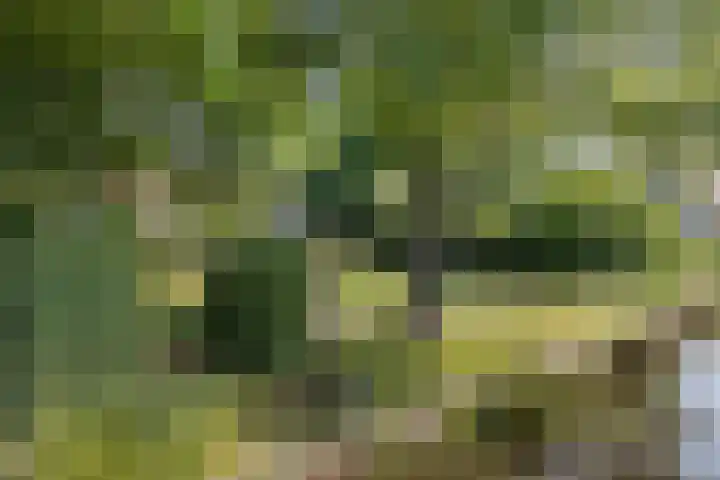 Louwer om'e tún 17 Terherne thumbnail 33