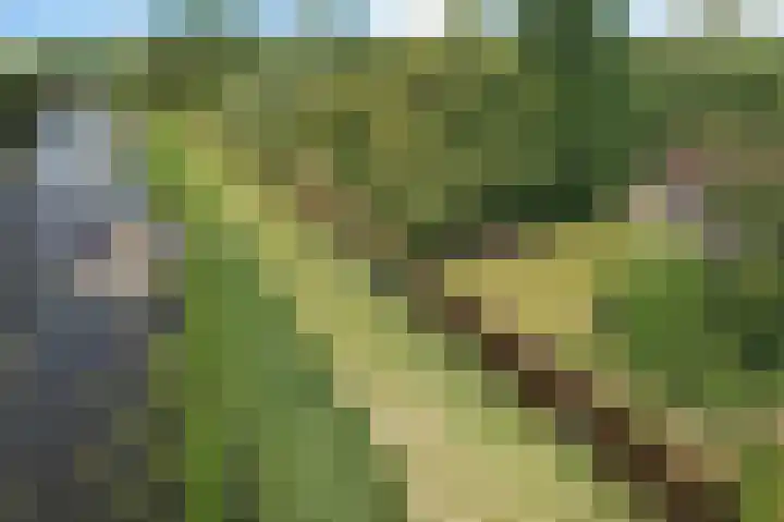 Louwer om'e tún 17 Terherne thumbnail 6