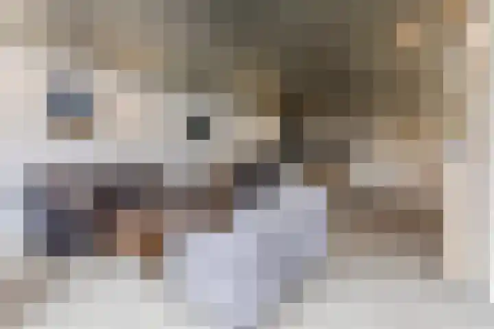 Lowerik 12 Esbeek thumbnail 5