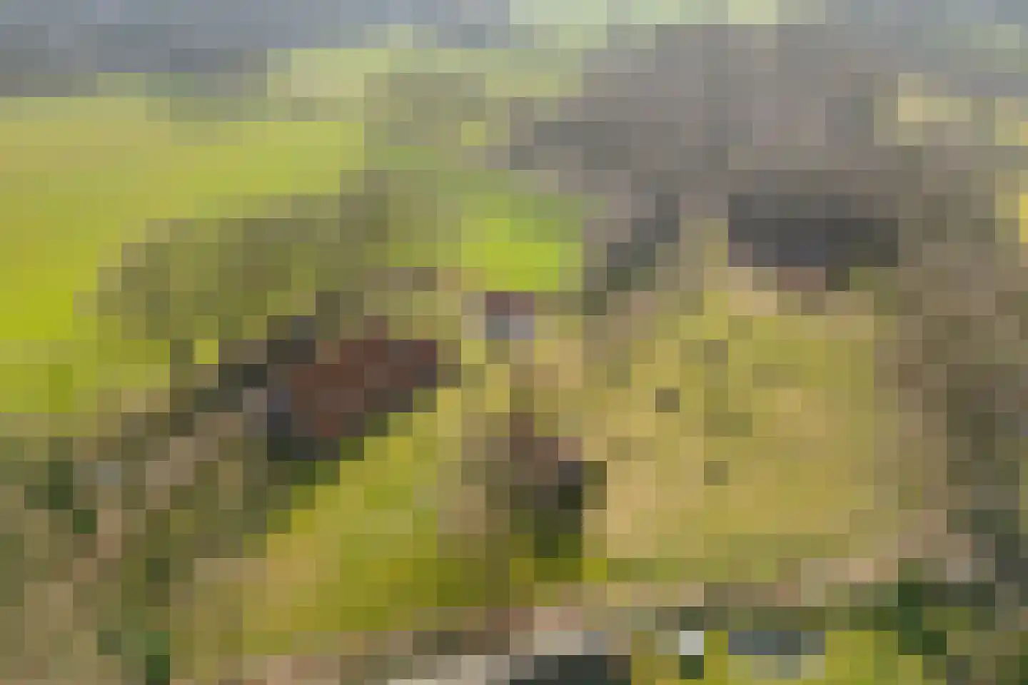 Lubberdinksweg 15 Denekamp foto 2