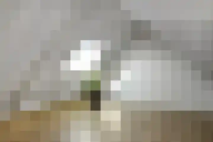 Luikap 1 Valburg thumbnail 29