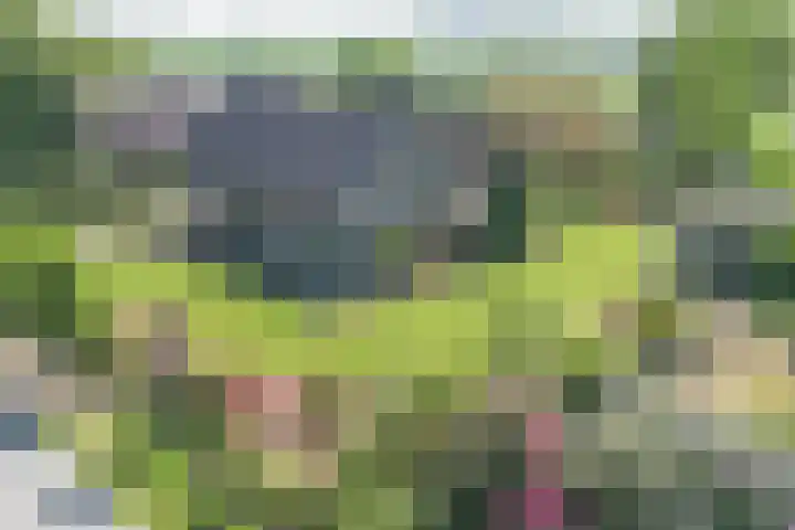 Luissel 11 Boxtel thumbnail 5