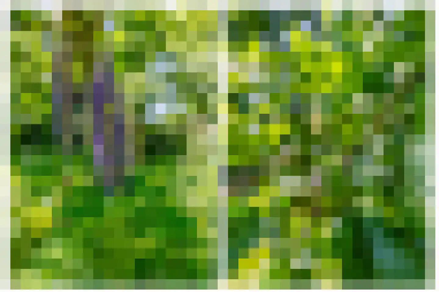 Lupine 13 Eersel thumbnail 61