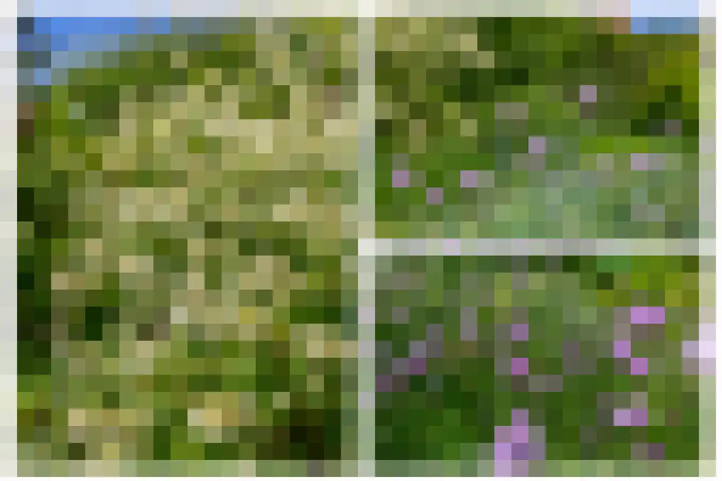Lupine 13 Eersel thumbnail 62