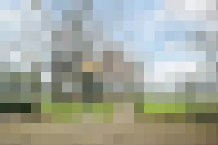 Lupine 6 Eersel thumbnail 38