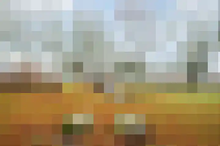 Lupine 6 Eersel thumbnail 39
