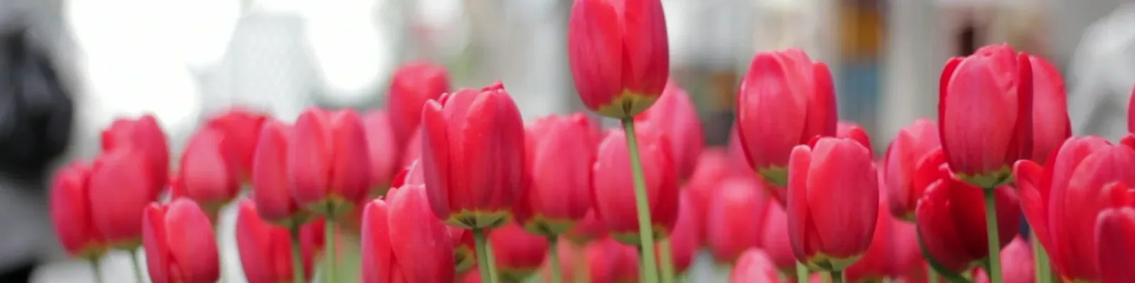 Team foto van Lutz Real Estate B.V.