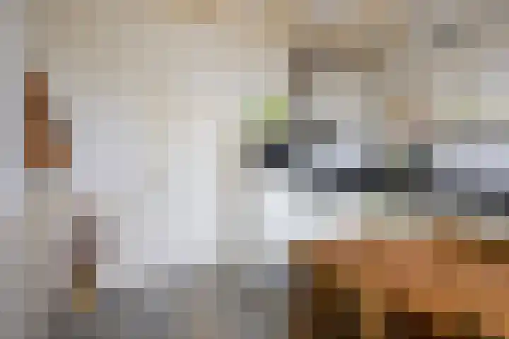 Lytsedyk 26 Menaam thumbnail 20