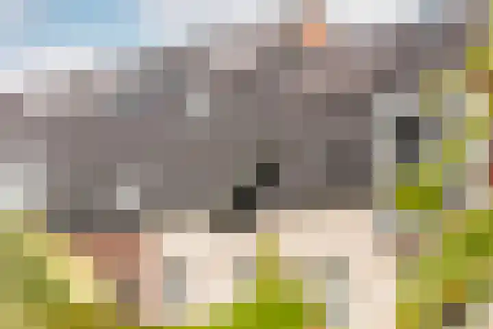 Maalsteen 39 Zuidland thumbnail 4